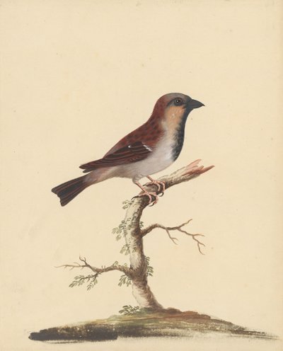 [Spurvehann] av George Edwards
