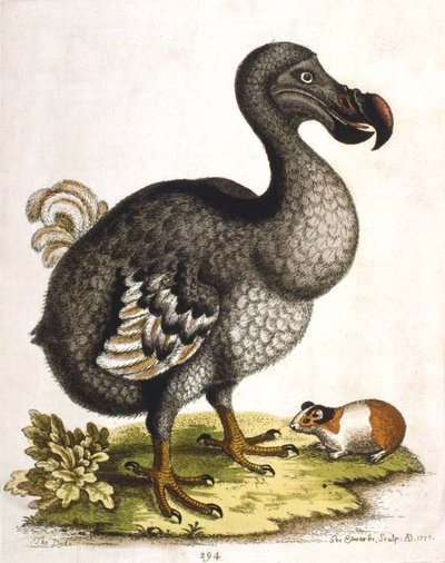 Dodo og marsvin, 1750 av George Edwards