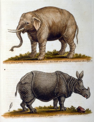 Gravert illustrasjon av George Edwards, fra en bok om sjeldne fugler av G Edwards 1750. George Edwards (1694–1773) var en britisk naturforsker og ornitolog. Han reiste mye gjennom Europa og studerte naturhistorie og spesielt fugler. Han fikk av George Edwards