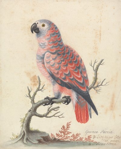Guinea papegøye av George Edwards