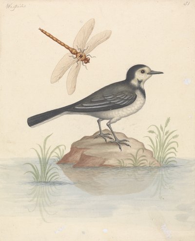 Pied Viptail og Dragonfly av George Edwards