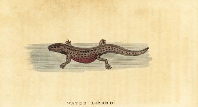 Glatt salamander, Lissotriton vulgaris. ,1800 (gravering) av George Edwards