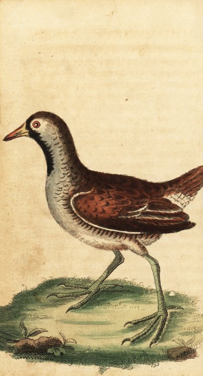 Sora, Porzana carolina. ,1800 (gravering) av George Edwards