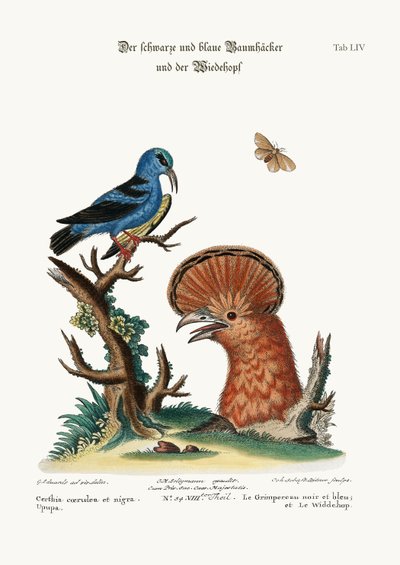 The Black and Blue Creeper, and the Hoopoe Hen, 1749-73 av George Edwards