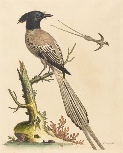 The Black and White Crested Bird of Paradise, utgitt 1743. av George Edwards