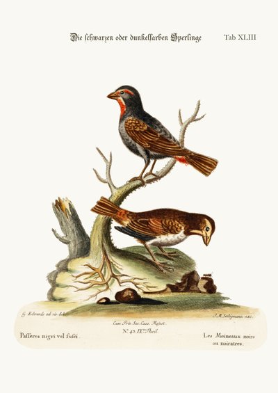 The Black or Dusky Sparrows, 1749-73 av George Edwards