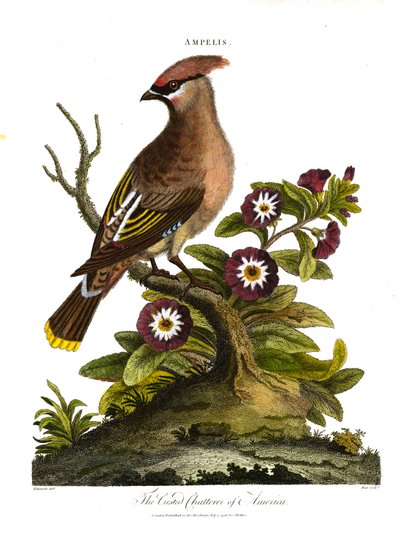 Amerikas toppprater (Ampelis) av George Edwards