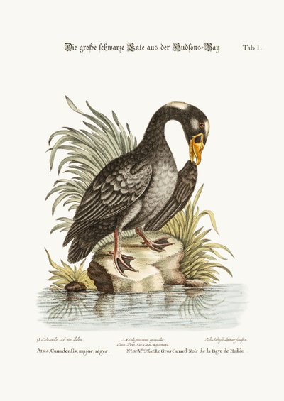 The Great Black Duck fra Hudson