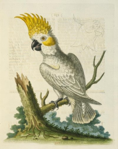 Den lille hvite kakaduen med en gul emblem. / Le Petit Cacatua Blanc a Crete Jaune av George Edwards