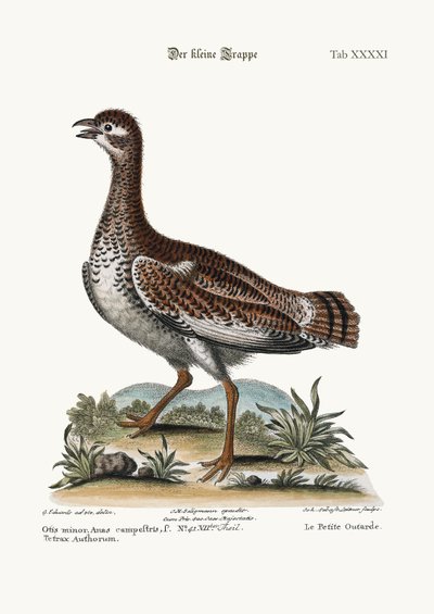 Den lille bustard, 1749-73 av George Edwards