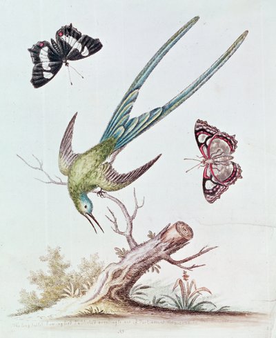 The Long-tailed Humming Bird, 1742 av George Edwards