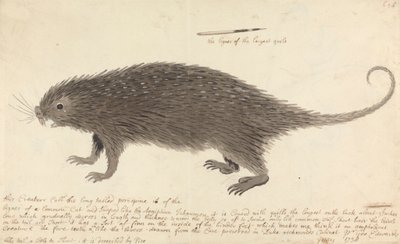 Langhalet piggsvin av George Edwards