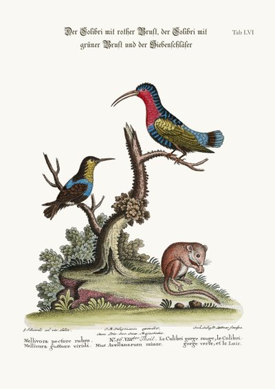 Rødbrystet kolibri, grønnstrupe kolibri og høvlemus, 1749-73 av George Edwards