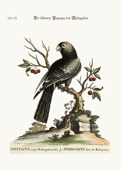 Den svarte papegøyen fra Madagaskar, 1749-73 av George Edwards