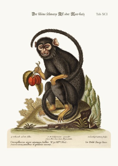 Den lille svarte apen, 1749-73 av George Edwards