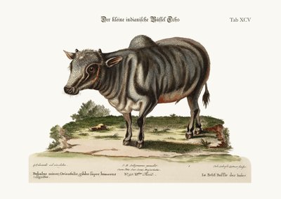 Den lille indiske bøffelen, 1749-73 av George Edwards