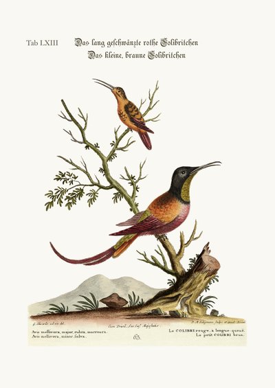 Den langhalede røde kolibrien. Den lille brune kolibri, 1749-73 av George Edwards