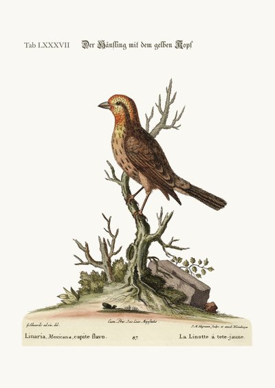 Den gulhodede Linnet, 1749-73 av George Edwards