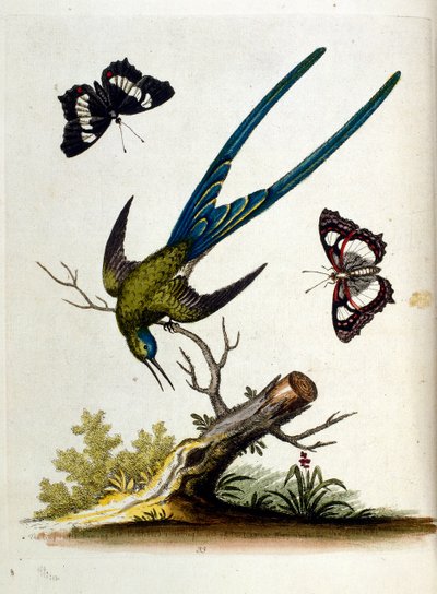 Akvarellillustrasjon fra en bok om sjeldne fugler av G Edwards 1750. George Edwards (1694–1773) var en britisk naturforsker og ornitolog. Han reiste mye gjennom Europa og studerte naturhistorie og spesielt fugler. Han fikk en viss anerkjennelse av George Edwards