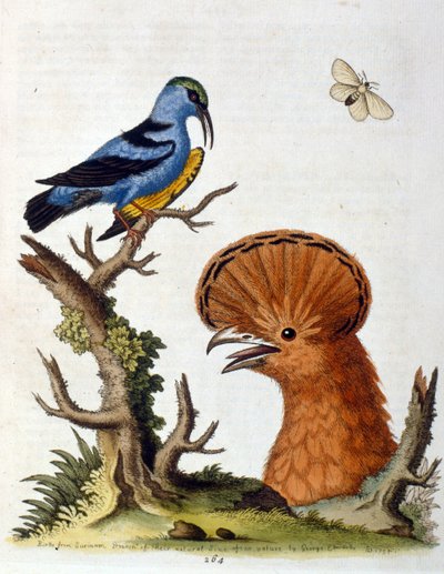 Akvarellillustrasjon fra en bok om sjeldne fugler av G Edwards 1750. George Edwards (1694–1773) var en britisk naturforsker og ornitolog. Han reiste mye gjennom Europa og studerte naturhistorie og spesielt fugler. Han fikk en viss anerkjennelse av George Edwards