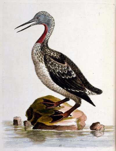 Akvarellillustrasjon fra en bok om sjeldne fugler av G Edwards 1750. George Edwards (1694–1773) var en britisk naturforsker og ornitolog. Han reiste mye gjennom Europa og studerte naturhistorie og spesielt fugler. Han fikk en viss anerkjennelse av George Edwards