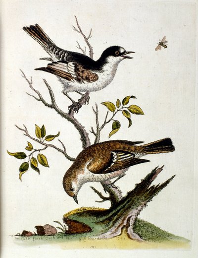 Akvarellillustrasjon fra en bok om sjeldne fugler av G Edwards 1750. George Edwards (1694–1773) var en britisk naturforsker og ornitolog. Han reiste mye gjennom Europa og studerte naturhistorie og spesielt fugler. Han fikk en viss anerkjennelse av George Edwards