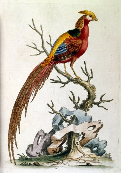 Akvarellillustrasjon fra en bok om sjeldne fugler av G Edwards 1750. George Edwards (1694–1773) var en britisk naturforsker og ornitolog. Han reiste mye gjennom Europa og studerte naturhistorie og spesielt fugler. Han fikk en viss anerkjennelse av George Edwards