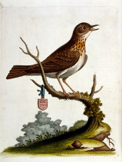 Akvarellillustrasjon fra en bok om sjeldne fugler av G Edwards 1750. George Edwards (1694–1773) var en britisk naturforsker og ornitolog. Han reiste mye gjennom Europa og studerte naturhistorie og spesielt fugler. Han fikk en viss anerkjennelse av George Edwards