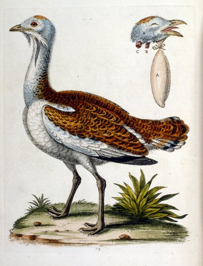 Akvarellillustrasjon fra en bok om sjeldne fugler av G Edwards 1750. George Edwards (1694–1773) var en britisk naturforsker og ornitolog. Han reiste mye gjennom Europa og studerte naturhistorie og spesielt fugler. Han fikk en viss anerkjennelse av George Edwards