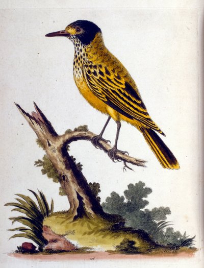 Akvarellillustrasjon fra en bok om sjeldne fugler av G Edwards 1750. George Edwards (1694–1773) var en britisk naturforsker og ornitolog. Han reiste mye gjennom Europa og studerte naturhistorie og spesielt fugler. Han fikk en viss anerkjennelse av George Edwards