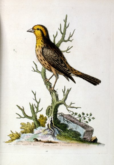 Akvarellillustrasjon fra en bok om sjeldne fugler av G Edwards 1750. George Edwards (1694–1773) var en britisk naturforsker og ornitolog. Han reiste mye gjennom Europa og studerte naturhistorie og spesielt fugler. Han fikk en viss anerkjennelse av George Edwards