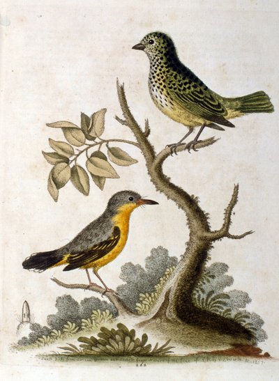 Akvarellillustrasjon av et tretået dovendyr av G Edwards 1758. George Edwards (1694–1773) var en britisk naturforsker og ornitolog. Han reiste mye gjennom Europa og studerte naturhistorie og spesielt fugler. Han fikk en viss anerkjennelse. av George Edwards
