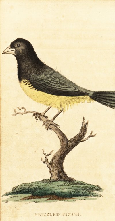 Gulmaget seeder, Sporophila nigricollis., 1800 (gravering) av George Edwards