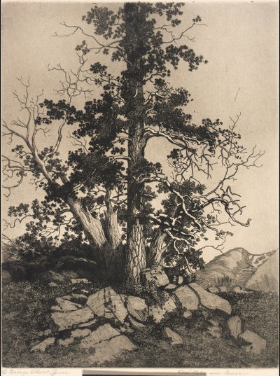 Gammel furu og sedertre av George Elbert Burr