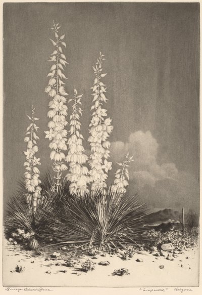 Soapweed, Arizona (nr. 2) av George Elbert Burr