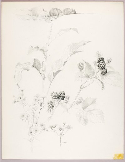  av George Elbert Burr
