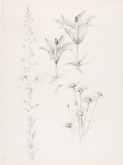  av George Elbert Burr