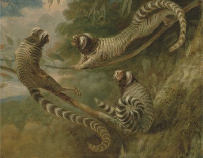 En marmoset i tre holdninger av George Garrard