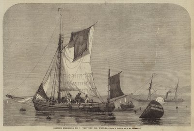 British Fisheries, nr. 7, trav for Whelks av George Henry Andrews