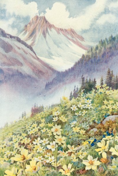 Svovelanemoner på bakkene til Le Planet (farge litho) av George Jackson Flemwell