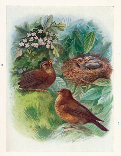 En typisk Nidicolous Nestling - tre stadier. Blackbird, c1910, 1910 av George James Rankin