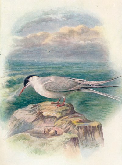 Polartern - Sterna macrura, c1910, 1910 av George James Rankin