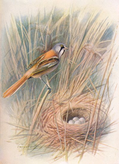 Skjeggmeis eller haspel - Panurus biarmicus, c1910, 1910 av George James Rankin