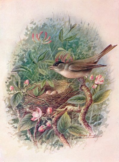Svarthette - Sylvia atricapilla, c1910, 1910 av George James Rankin