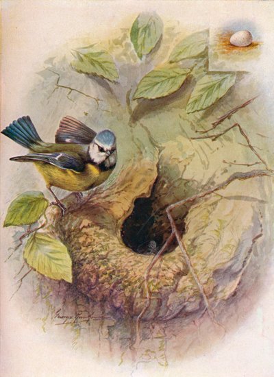 Blåmeis - Parus caeruleus, c1910, 1910 av George James Rankin