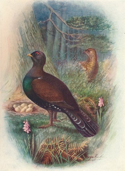 Capercaillie, c1910, 1910 av George James Rankin