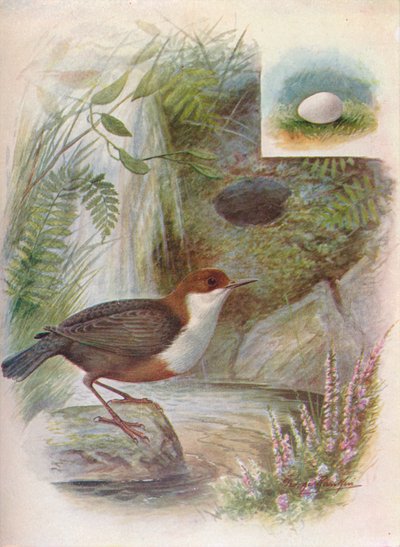 Dipper eller Vann-Ousel - Cinclus aquaticus, c1910, 1910 av George James Rankin