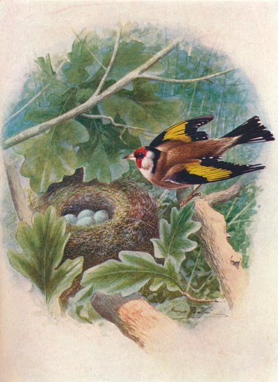 Gullfink - Carduelis elegans, c1910, 1910 av George James Rankin