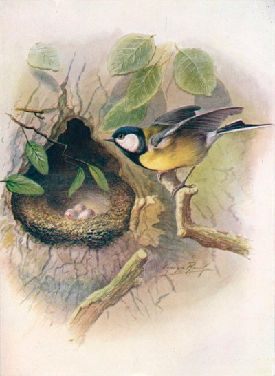 Pommemeis - Parus major, c1910, 1910 av George James Rankin