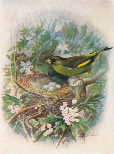 Grønnfink - Ligurinus chloris, c1910, 1910 av George James Rankin